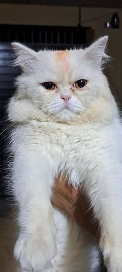 Persian male cat