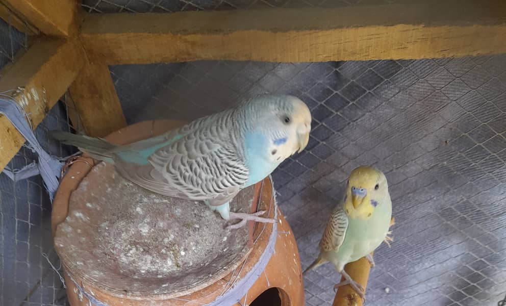 Budgies male and female  for sale healthy and active ,location L 0