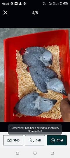 African grey parrot chiks for sale (0331#444#89#359)