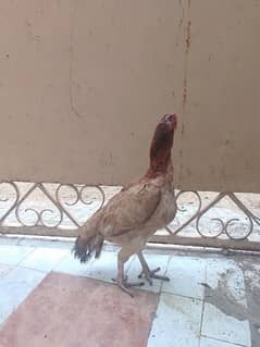 Aseel 2 Miawali  Murgi available. Egg laying breedar