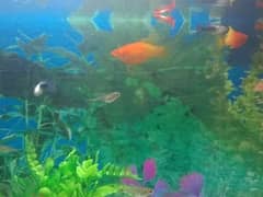 SUNRISE PLATY EXOTIC RARE FISH 0