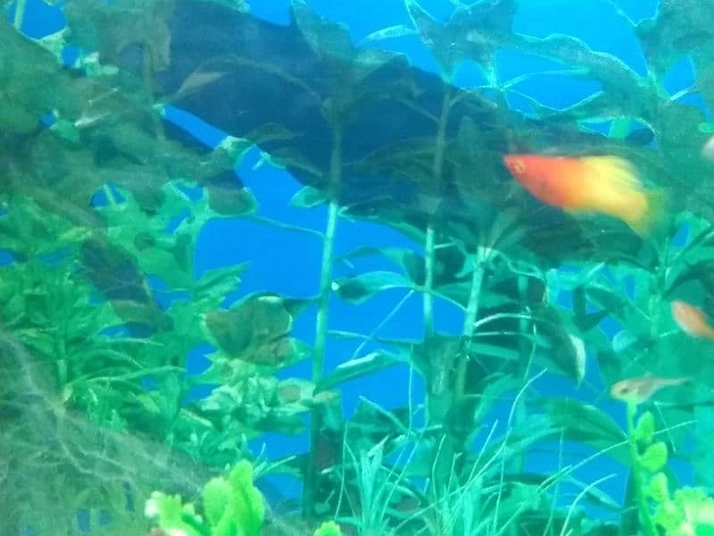 SUNRISE PLATY EXOTIC RARE FISH 1