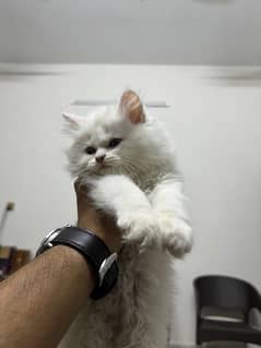 Pure persian Ragdoll punch face kittens Gift quality(Cash on DELIVERY)