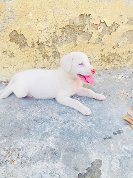 labrador and russian mix 4