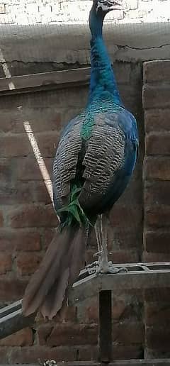 Blue shoulder peacock