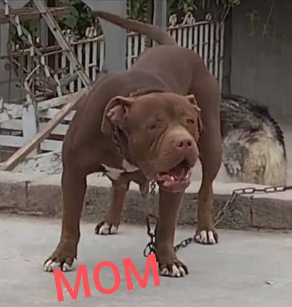 Pitbull Female Puppies 1