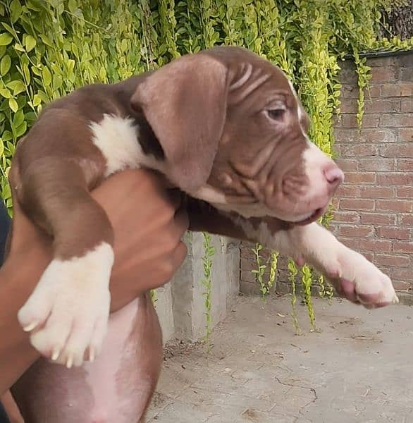 Pitbull Female Puppies 2