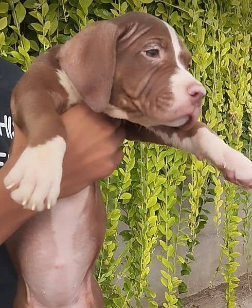 Pitbull Female Puppies 3