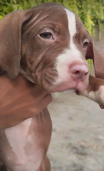 Pitbull Female Puppies 5