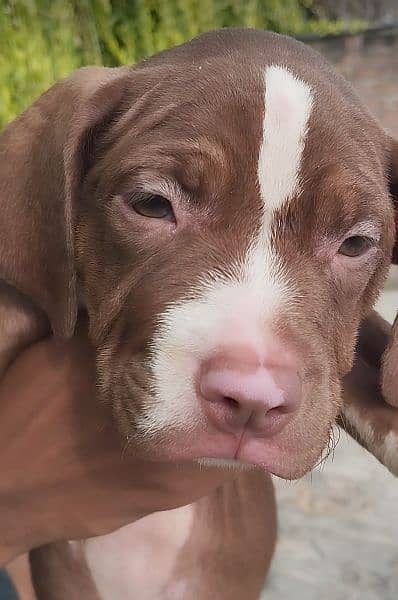 Pitbull Female Puppies 6