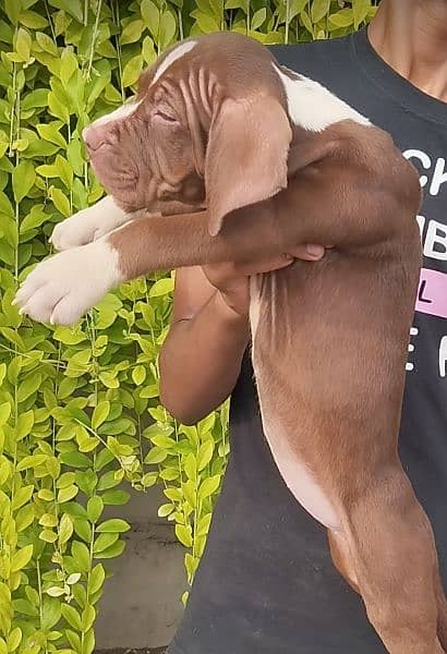 Pitbull Female Puppies 8