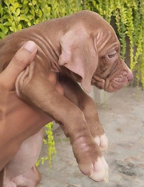 Pitbull Female Puppies 10