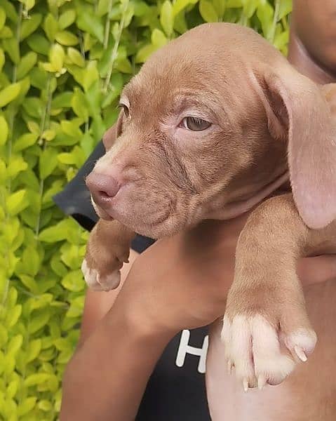 Pitbull Female Puppies 11