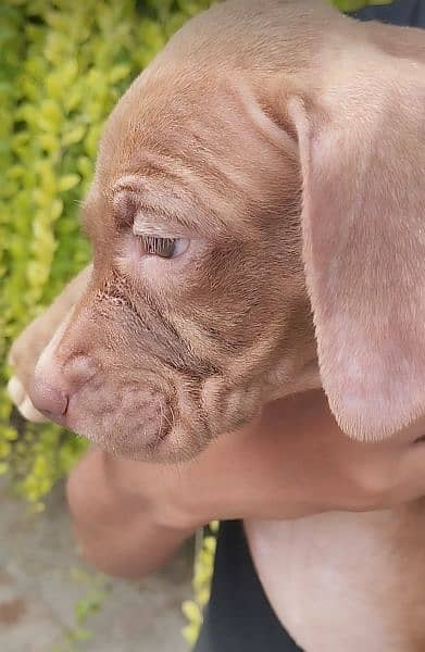 Pitbull Female Puppies 12