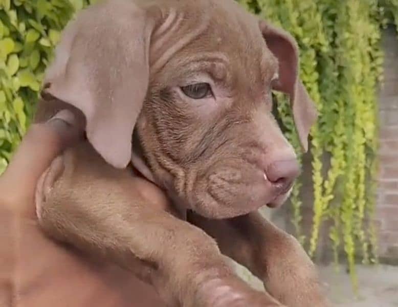 Pitbull Female Puppies 14