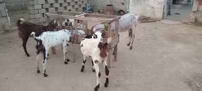 6 goats for sale in TALAGANG