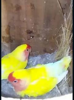 common Latino love birds