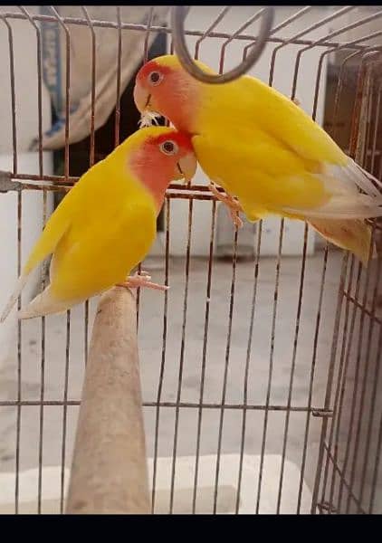 common Latino love birds 2