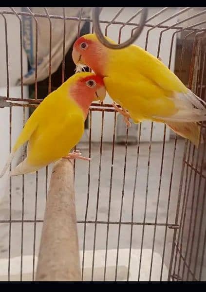 common Latino love birds 4