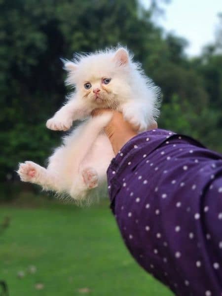 pair of Persian kittens 2