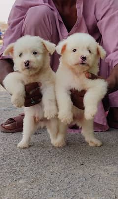 Poodle Pair Availbale for sale age 2 month