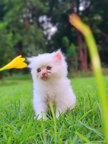 pair of Persian kittens 4