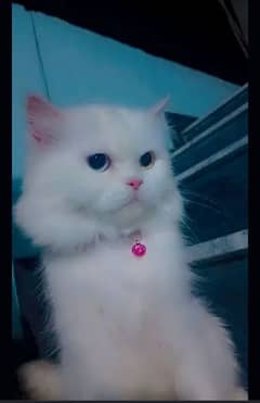 Persian Female Tripple Coated Cat Odd eyes Urgent sale