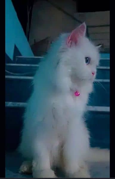 Persian Female Tripple Coated Cat Odd eyes Urgent sale 1