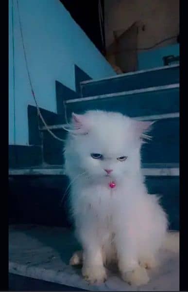 Persian Female Tripple Coated Cat Odd eyes Urgent sale 2