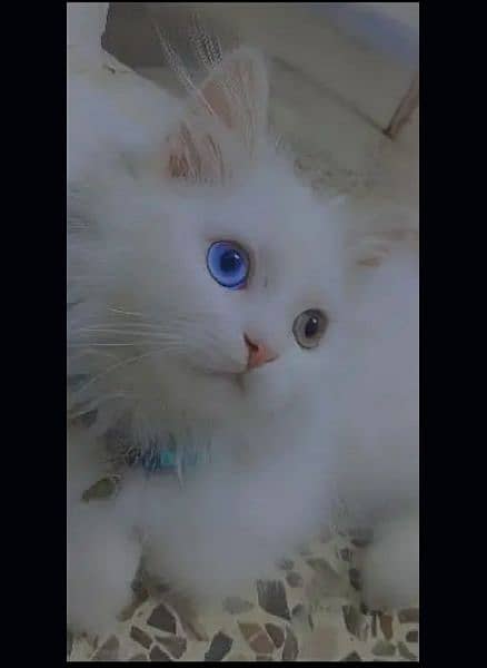 Persian Female Tripple Coated Cat Odd eyes Urgent sale 3