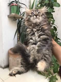 persian cat kitten doll face kitten triple coat kitten