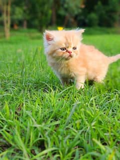 Persian kitten