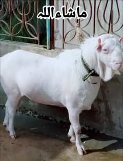 breeader bakra available