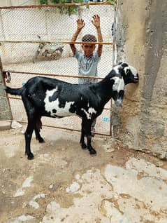 Betal Gaban Bakri for sell