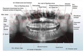 dentist