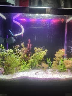 planted aquarium