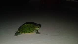 red eared sliders turtle baby