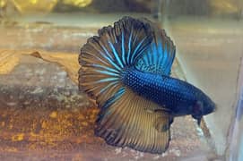 Betta