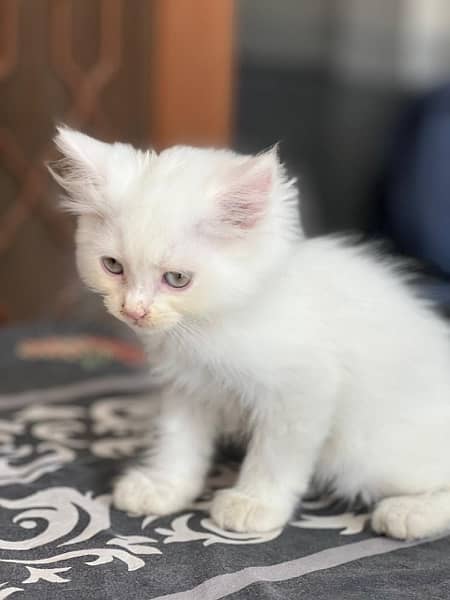 2 months  persian cat  double coated  litter box trained 1