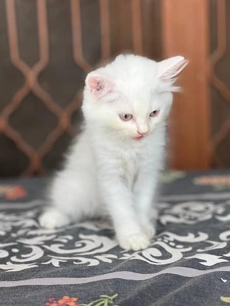 2 months  persian cat  double coated  litter box trained 2