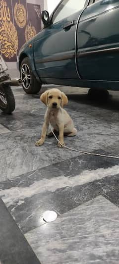 Labrador puppy available what's app 03043195600