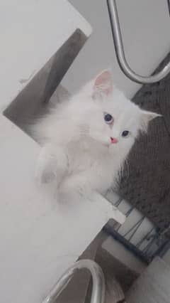 Persion Cat 1 year age full white Male 03434904008