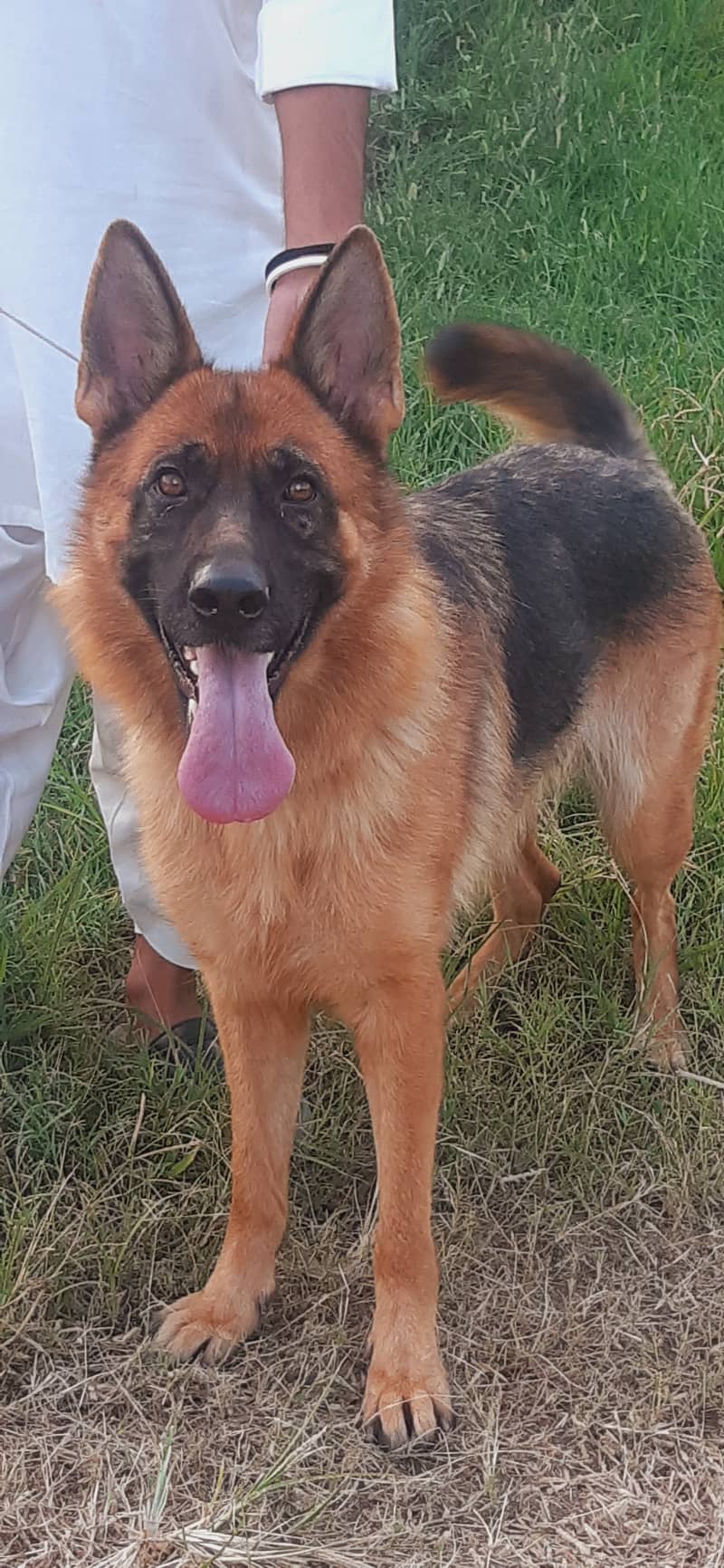 German shepherd female 2