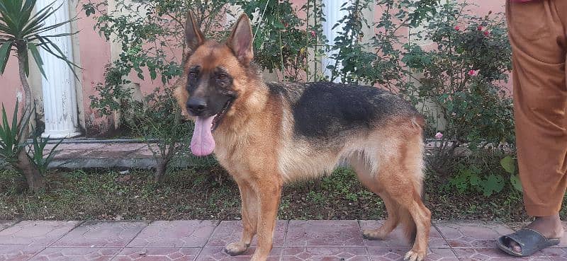 German shepherd female 3