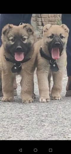 Kurdish Kangal dog male and female age 75 days for sale available