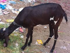 Desi Bakri