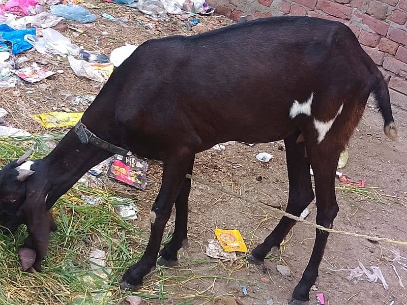 Desi Bakri 0