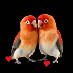 love bird all couler