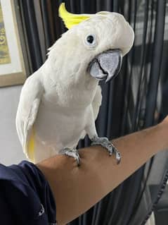 Cockatoo