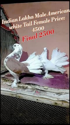 Lakha Pigeon Original Indian Male American Fantail Female